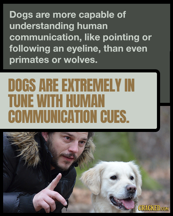 Dogs are more capable of understanding human communication, like pointing or following an eyeline, than even primates or wolves. DOGS ARE EXTREMELY IN