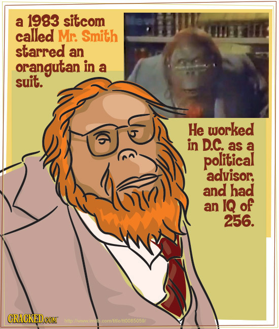 a 1983 sitcom called Mr. Smith starred an orangutan in a suit. He worked in D.C. as a political advisor, and had an IQ of 256. http:/wnimdb.comititle/