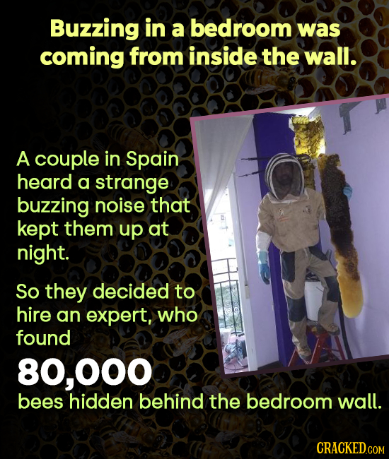 Buzzing in a bedroom was coming from inside the wall. A couple in Spain heard a strange buzzing noise that kept them up at night. So they decided to h