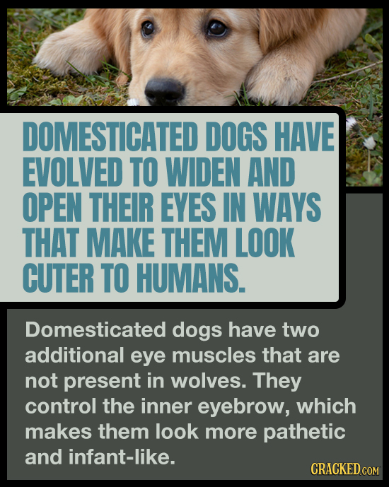 DOMESTICATED DOGS HAVE EVOLVED TO WIDEN AND OPEN THEIR EYES IN WAYS THAT MAKE THEM LOOK CUTER TO HUMANS. Domesticated dogs have two additional eye mus