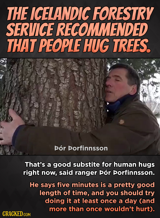 THE ICELANDIC FORESTRY SERVICE RECOMMENDED THAT PEOPLE HUG TREES. por porfinnsson That's a good substite for human hugs right now, said ranger pOr por