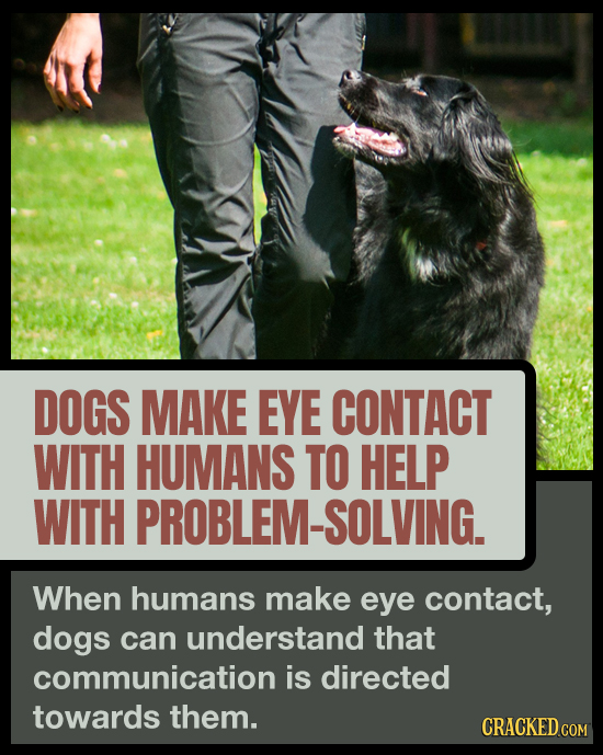 DOGS MAKE EYE CONTACT WITH HUMANS TO HELP WITH PROBLEM-SOLVING. When humans make eye contact, dogs can understand that communication is directed towar
