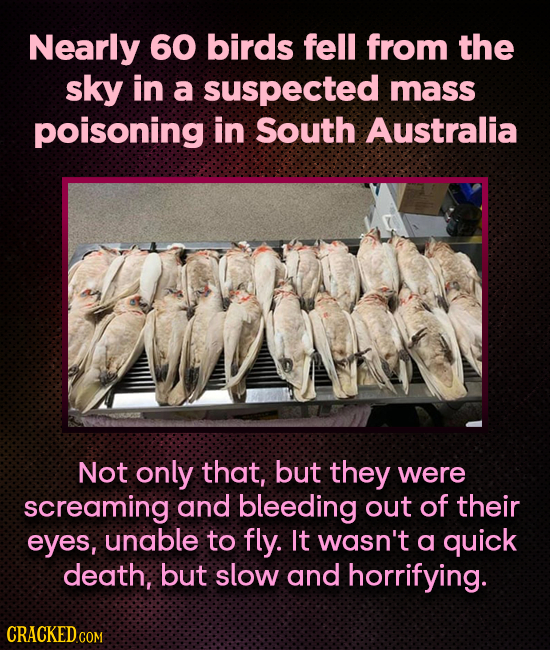 Nearly 60 birds fell from the sky in a suspected mass poisoning in South Australia Not only that, but they were screaming and bleeding out of their ey