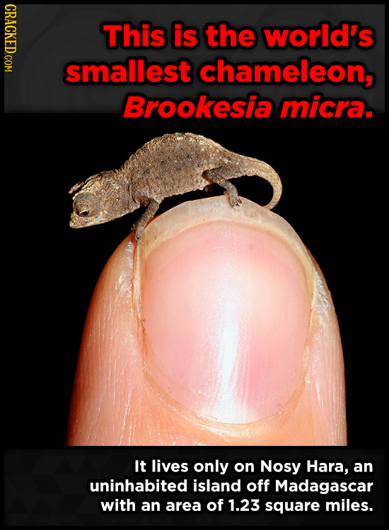 CRACKED COM This is the world's smallest chameleon, Brookesia micra. It lives only on Nosy Hara, an uninhabited island off Madagascar with an area of 