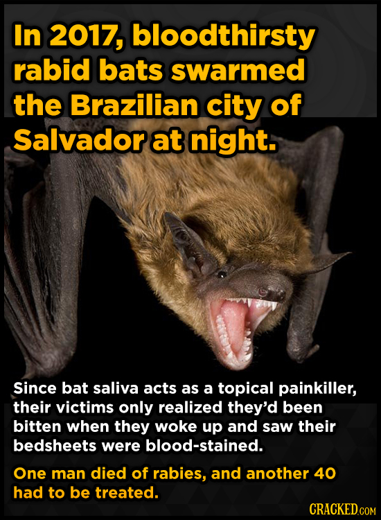 In 2017, bloodthirsty rabid bats swarmed the Brazilian city of Salvadorat night. Since bat saliva acts as a topical painkiller, their victims only rea