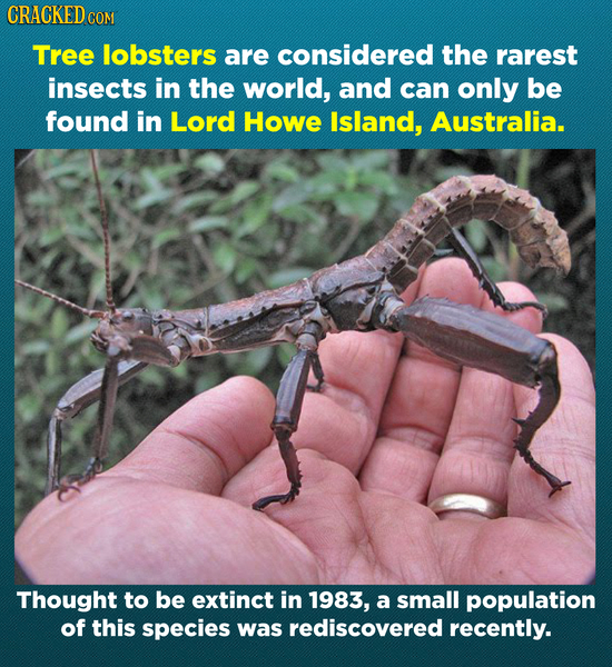 CRACKEDcO Tree lobsters are considered the rarest insects in the world, and can only be found in Lord Howe Island, Australia. Thought to be extinct in