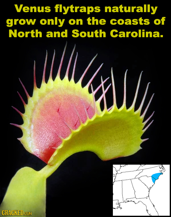Venus flytraps naturally grow only on the coasts of North and South Carolina. CRACKED COM