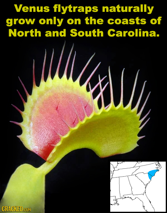 Venus flytraps naturally grow only on the coasts of North and South Carolina. CRACKED COM 