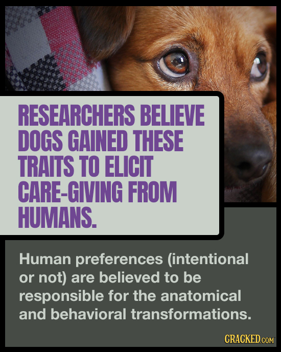 RESEARCHERS BELIEVE DOGS GAINED THESE TRAITS TO ELICIT CARE-GIVING FROM HUMANS. Human preferences (intentional or not) are believed to be responsible