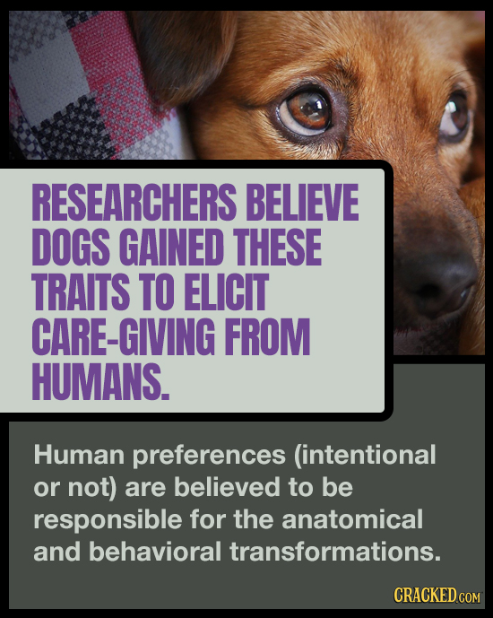 RESEARCHERS BELIEVE DOGS GAINED THESE TRAITS TO ELICIT CARE-GIVING FROM HUMANS. Human preferences (intentional or not) are believed to be responsible 