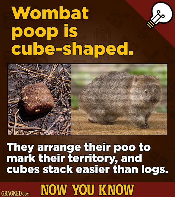Wombat poop is cube-shaped. They arrange their poo to mark their territory, and cubes stack easier than logs. NOW YOU KNOW CRACKED COM 