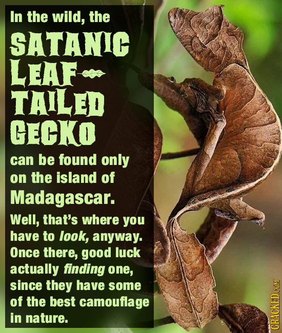 In the wild, the SATANIC LEAF TAILED GECKO can be found only on the island of Madagascar. Well, that's where you have to look, anyway. Once there, goo