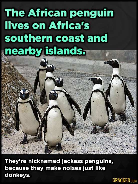 The African penguin lives on Africa's southern coast and nearby islands. They're nicknamed jackass penguins, because they make noises just like donkey