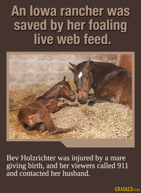 An lowa rancher was saved by her foaling live web feed. Bev Holzrichter was injured by a mare giving birth, and her viewers called 911 and contacted h
