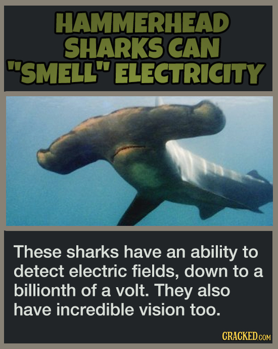 19 Animal Abilities That Will Make You Feel Inferior