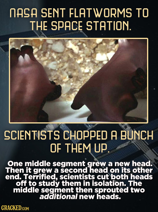 NASA SENT FLATWORMS TO THE SPACE STATION. SCIENTISTS CHOPPED A BUNCH OF THEM UP. One middle segment grew a new head. Then it grew a second head on its