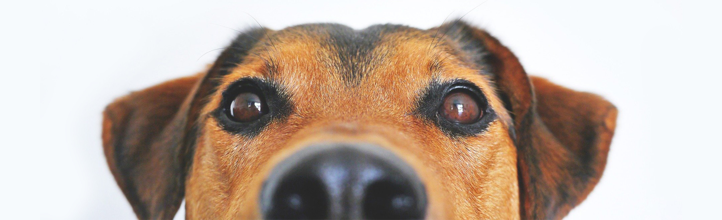 Your Dog Is Adorably Manipulating You
