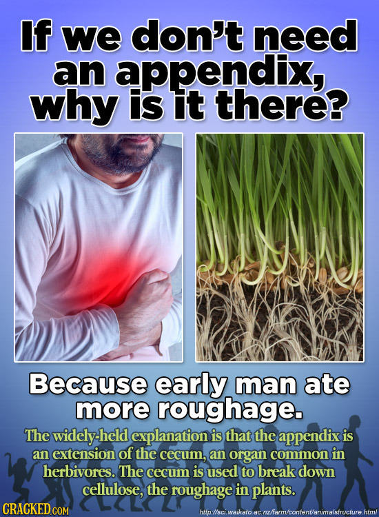 If we don't need an appendix, why is it there? Because early man ate more roughage. The widely-held explanation is that the appendix is an extension o