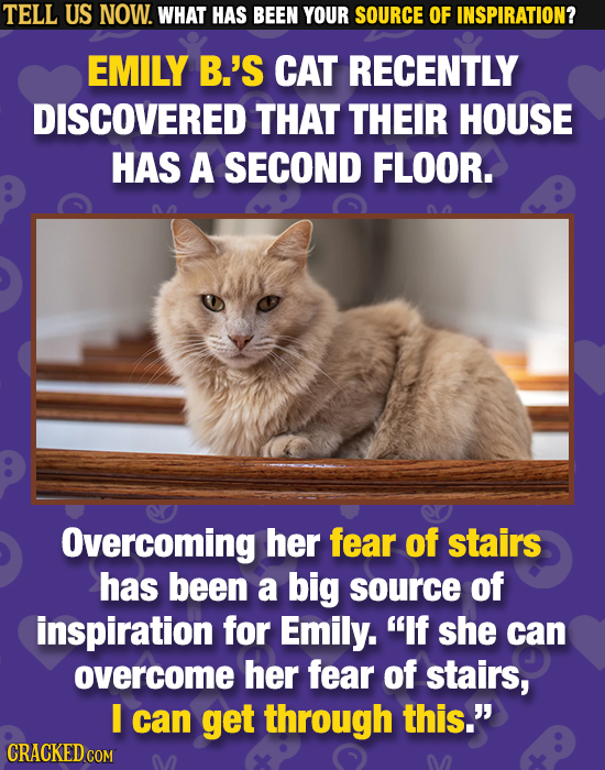 TELL US NOW. WHAT HAS BEEN YOUR SOURCE OF INSPIRATION? EMILY B.'S CAT RECENTLY DISCOVERED THAT THEIR HOUSE HAS A SECOND FLOOR. Overcoming her fear of