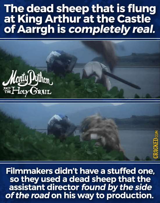 The dead sheep that is flung at King Arthur at the Castle of Aarrgh is completely real. Monityuthon AND Holy GRAIL THE Filmmakers didn't have a stuffe