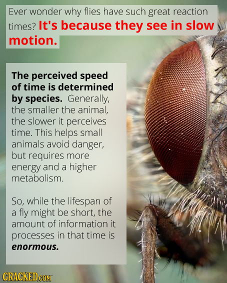Ever wonder why flies have such great reaction timES? It's because they see in slow motion. The perceived speed of time is determined by species. Gene