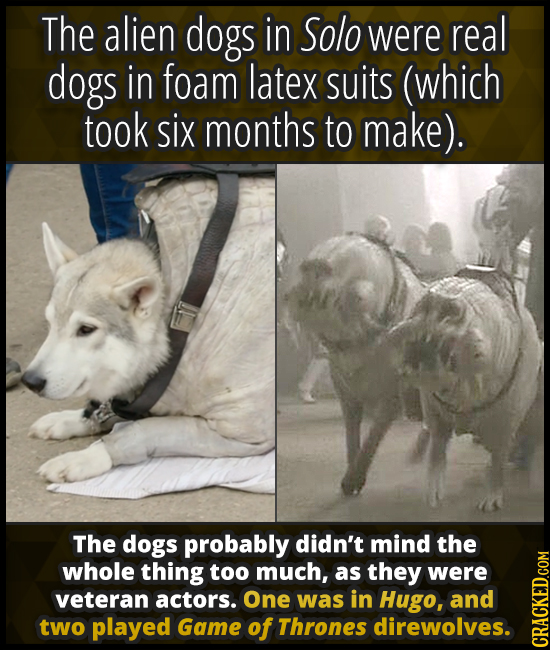 The alien dogs in Solo were real dogs in foam latex suits (which took six months to make). The dogs probably didn't mind the whole thing too much, as