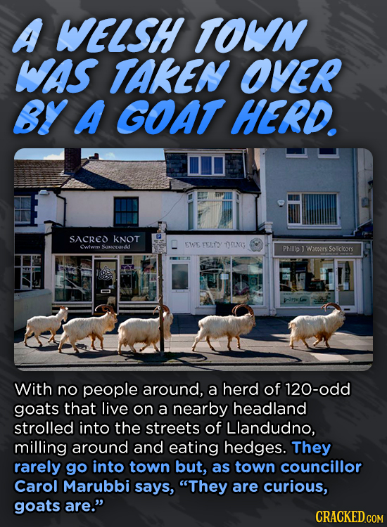 A WELSH TOWIN WAs TAKEN OVER BY A GOAT HERD. SACRED kNOT EWE FELTY THNG ewtwms SoneNdd Phillip J Watters Solkcicors Ioa With no people around, a herd