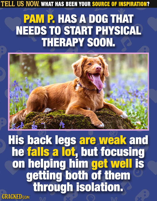 TELL US NOW. WHAT HAS BEEN YOUR SOURCE OF INSPIRATION? PAM P. HAS A DOG THAT NEEDS TO START PHYSICAL THERAPY SOON. His back legs are weak and he falls