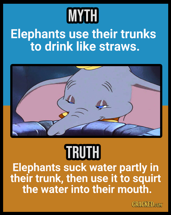 18 Animal Misconceptions We Learned From Movies & TV