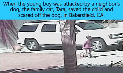 21 Amazing Times Nobodies Saved The Hell Out Of The Day