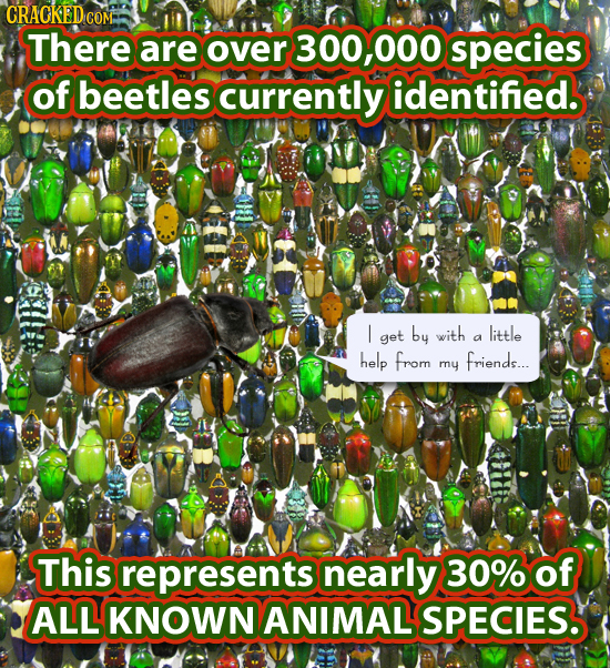 CRACKED COM There are over 300,000 species of beetles currently identified. I get by with little a help from friends... my This represents nearly 30%