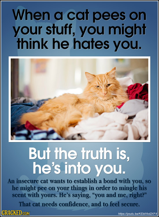 When a cat pees on your stuff, you might think he hates you. But the truth is, he's into you. An insecure cat wants to establish a bond with you, SO h