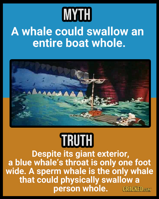 18 Animal Misconceptions We Learned From Movies & TV