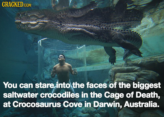 CRACKEDcO COM You can stare. into the faces of the biggest saltwater crocodiles in the Cage of Death, at Crocosaurus Cove in Darwin, Australia.