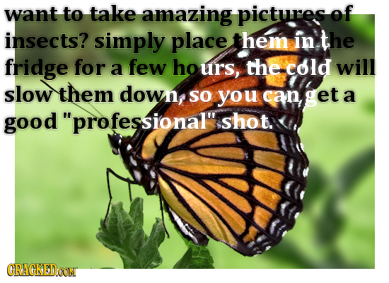 want to take amazing pictures of insects? simply place hem in the fridge for a few urs, the cold will slow them down, SO you can get a good professio