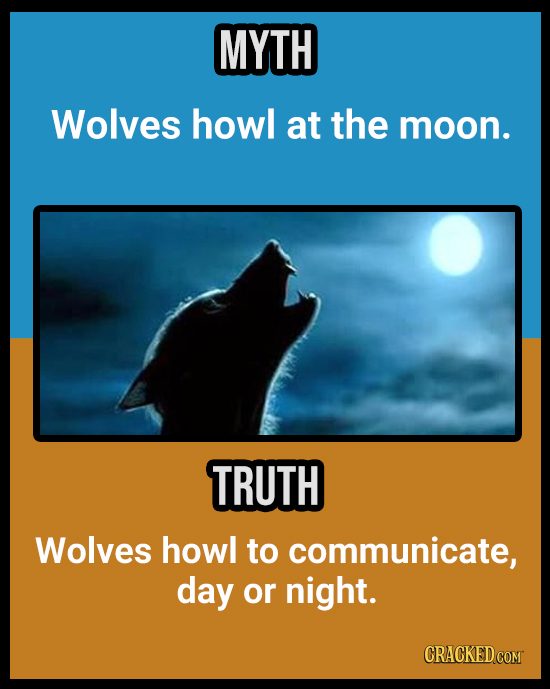 18 Animal Misconceptions We Learned From Movies & TV