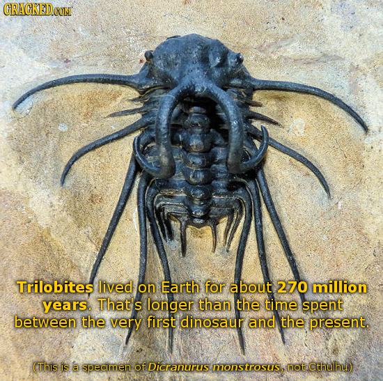 CRACKED COM Trilobites lived on Earth for about 270 million years. That's longer than the time spent between the very first dinosaur and the present.