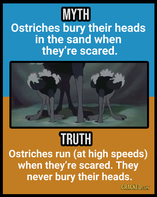 18 Animal Misconceptions We Learned From Movies & TV