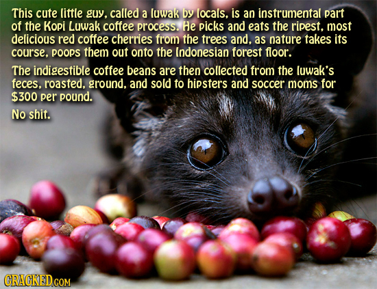 This cute liftle guy, called a luwak by locals, is ao instrumental part of the Kopi Luwak coffee process. He picks and eats the ripest, most delicious