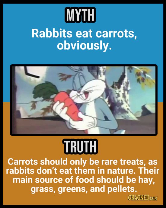 18 Animal Misconceptions We Learned From Movies & TV