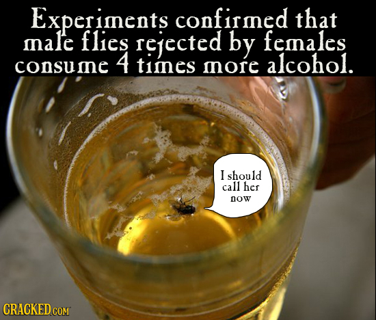 Experiments confirined that male flies rejected by femnales 4 consume timnes alcohol. mnore I should call her Dow CRACKED COM