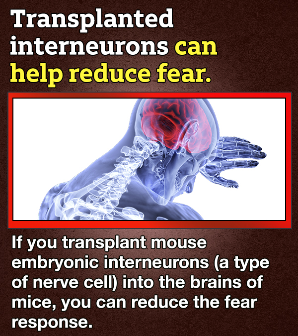 14 Facts About Fear Because 'Tis The Season