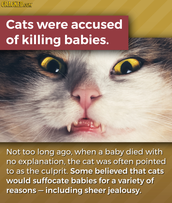 Cats were accused of killing babies. Not too long ago, when a baby died with no explanation, the cat was often pointed to as the culprit. Some believe