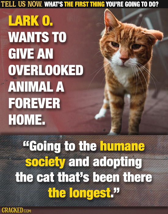 TELL US NOW. WHAT'S THE FIRST THING YOU'RE GOING TO DO? LARK O. WANTS TO GIVE AN OVERLOOKED ANIMAL A FOREVER HOME. Going to the humane society and ad