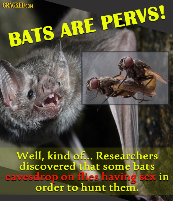 CRACKED COM PERVS! ARE BATS Well, kind of... Researchers discovered that some bats eavesdrop on flies having SEX in order to hunt them. 