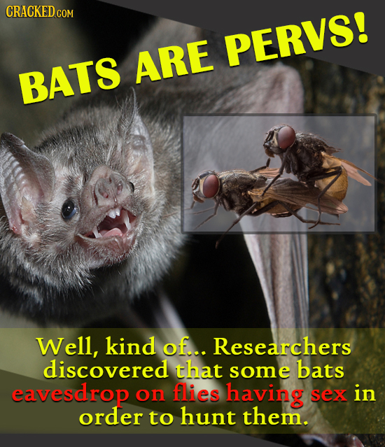 CRACKED COM PERVS! ARE BATS Well, kind of... Researchers discovered that some bats eavesdrop on flies having SEX in order to hunt them.
