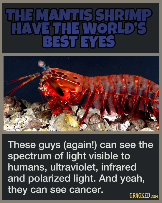 19 Animal Abilities That Will Make You Feel Inferior