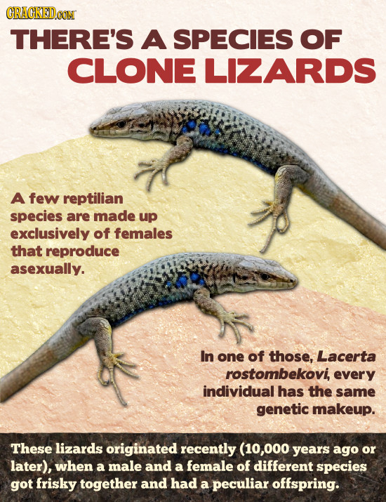 CRACKEDCON THERE'S A SPECIES OF CLONE LIZARDS A few reptilian Species are made up exclusively of females that reproduce asexually. In one of those, La