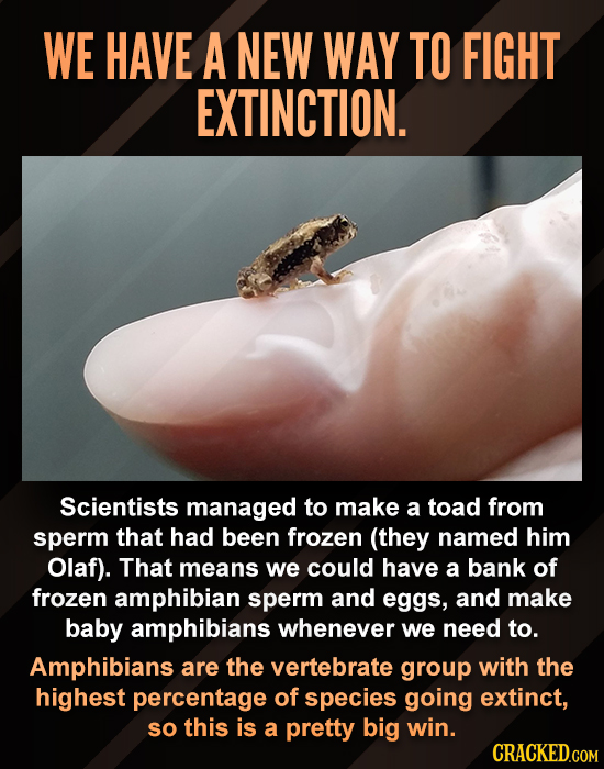 WE HAVE A NEW WAY TO FIGHT EXTINCTION. Scientists managed to make a toad from sperm that had been frozen (they named him Olaf). That means we could ha