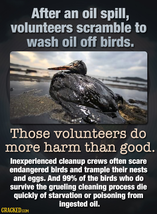 After an oil spill, volunteers scramble to wash oil off birds. Those volunteers do more harm than good. Inexperienced cleanup crews often scare endang